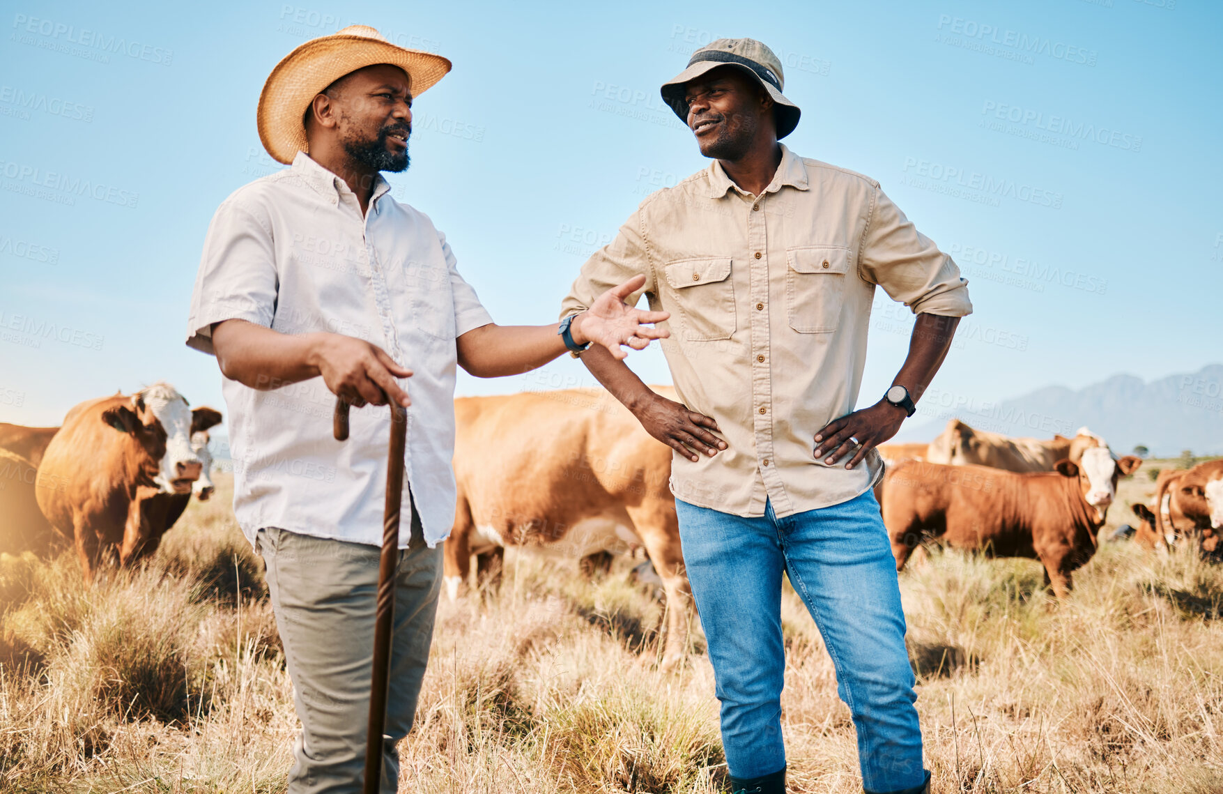 Buy stock photo Cows, teamwork or black people on farm talking by agriculture for livestock, sustainability or agro business. Countryside, men speaking or farmers farming a cattle herd or animals on grass field 