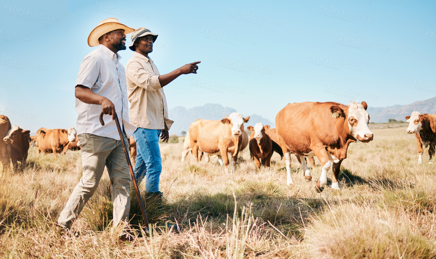 Buy stock photo Cattle, teamwork or black people on farm talking by agriculture for livestock, sustainability or agro business. Countryside, men speaking or farmers farming cows, herd or animals on grass field 