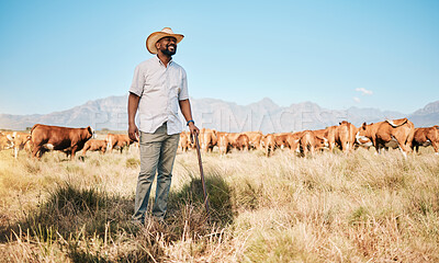Buy stock photo Farm, black man and happy, cow and agriculture for livestock, sustainability and agro business in countryside. Farmer with mission, field and industry, environment with cattle herd and animal outdoor
