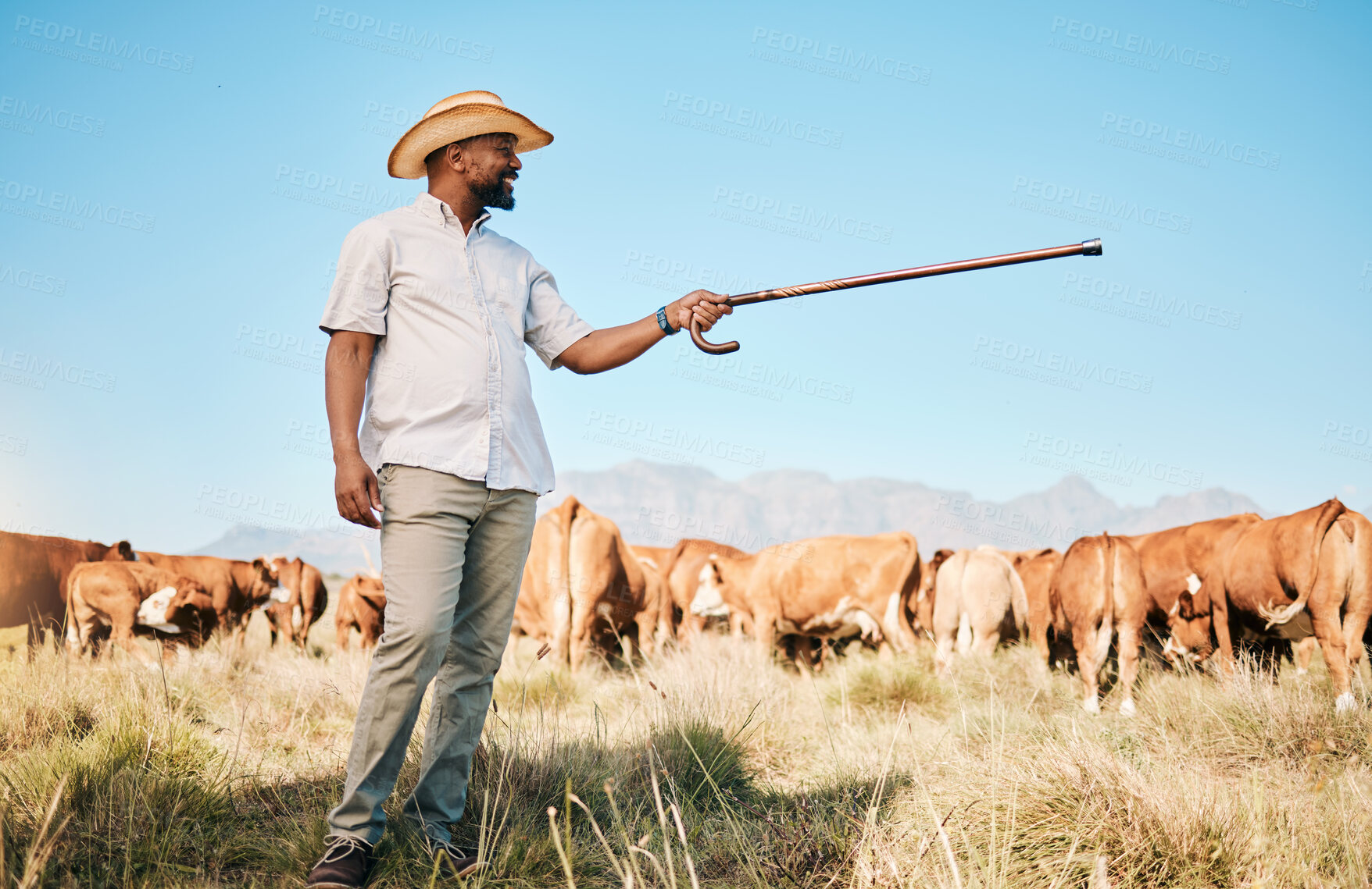 Buy stock photo Cows, farmer pointing or black man on farm agriculture for livestock, sustainability or agro business in countryside. Smile, dairy production or person farming a cattle herd or animals on grass field