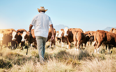 Buy stock photo Cows, walking or black man on farm agriculture for livestock, sustainability and agro business in countryside. Back, dairy production or farmer farming a cattle herd or animals on outdoor grass field