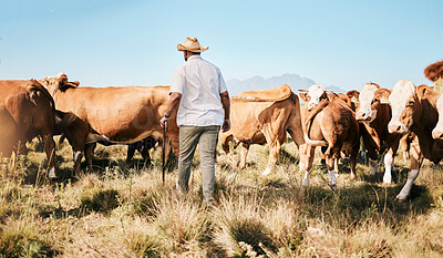 Buy stock photo Cattle, walking or black man on farm agriculture for livestock, sustainability and agro business in countryside. Back, dairy production or farmer farming cows, herd or animals on outdoor grass field