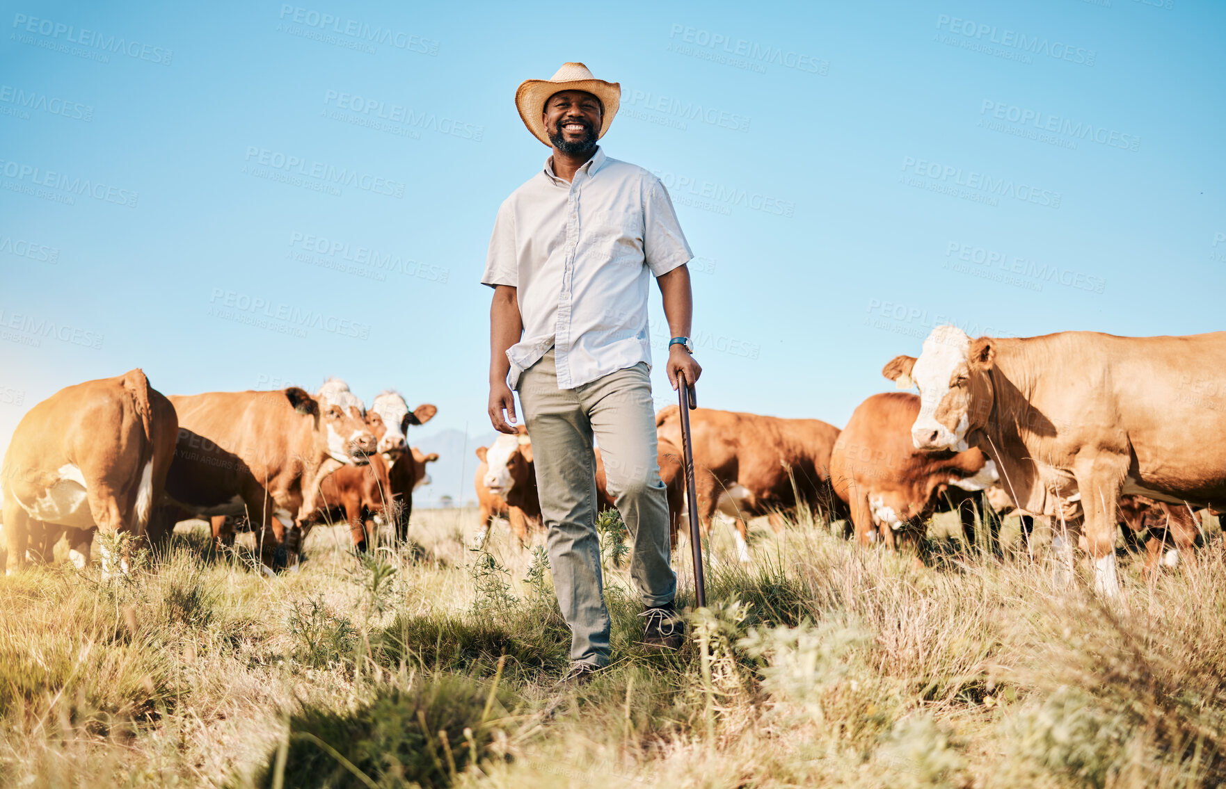 Buy stock photo Happy black man, portrait and animals in farming, agriculture or sustainability in the countryside. African male person smile with natural cattle, live stock or cow herd on farm or field at the barn