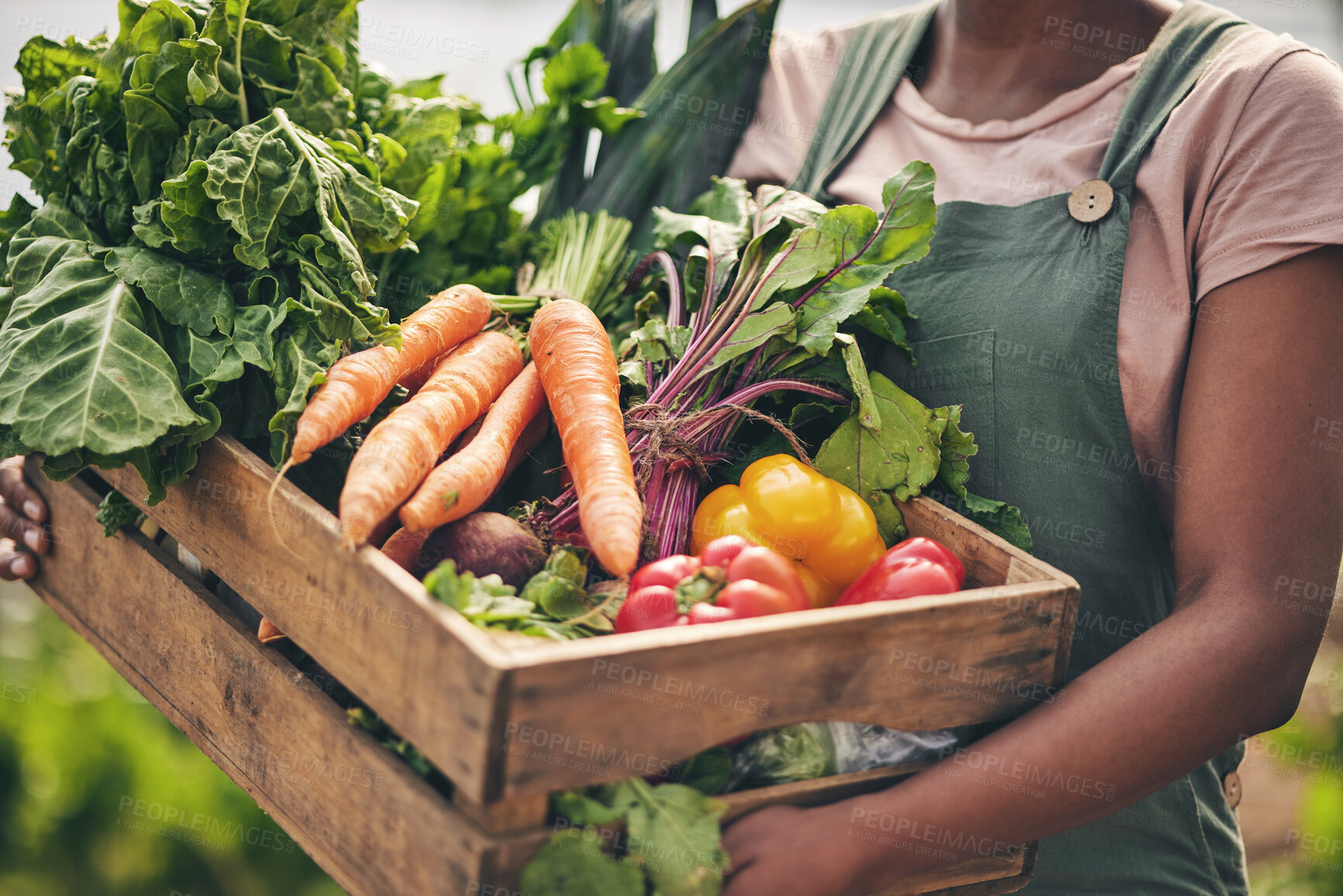 Buy stock photo Person, vegetables box and agriculture, sustainability or farming for supply chain or agro business. Farmer, seller or supplier with harvest and gardening for NGO, nonprofit and food or groceries