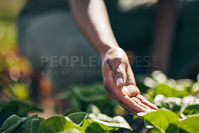 Buy stock photo Nature, agriculture and farm with hands of person for environment, sustainability and plant. Soil, leaf and gardening with closeup of farmer in countryside field for ecology, organic and growth