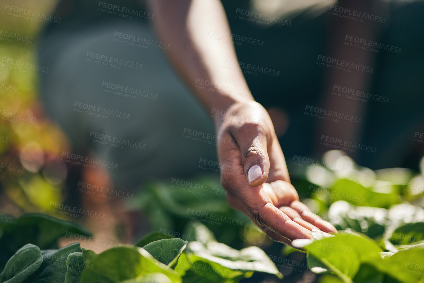 Buy stock photo Nature, agriculture and farm with hands of person for environment, sustainability and plant. Soil, leaf and gardening with closeup of farmer in countryside field for ecology, organic and growth