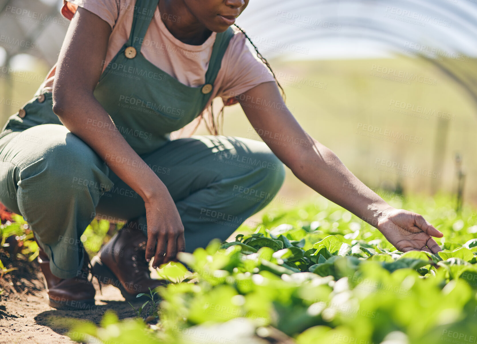 Buy stock photo Person hands, farmer and greenhouse, vegetables or gardening for agriculture or farming business and growth in field. Worker and green lettuce or plants for sustainability, food and quality assurance