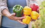 Hands, vegetables and peppers, agriculture and sustainability with harvest, color and agro business. Closeup, farming and gardening, farmer person with fresh product and nutrition for wellness