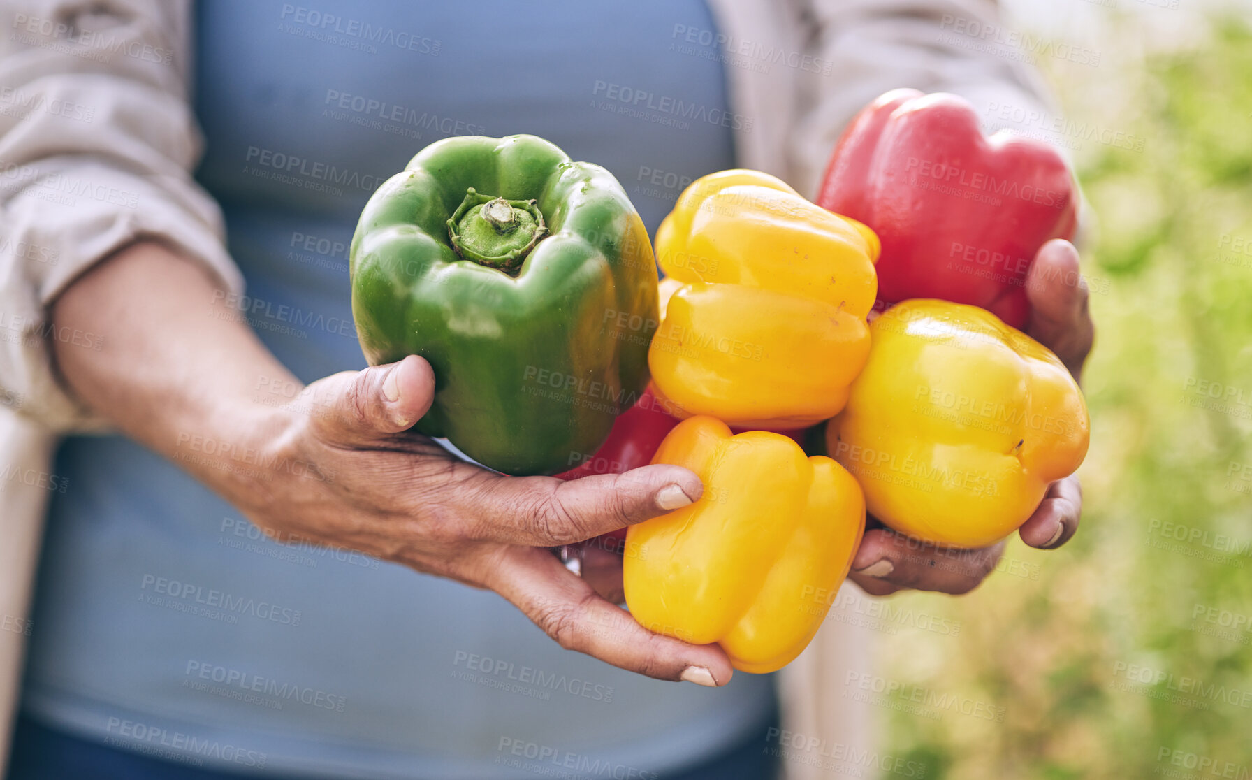 Buy stock photo Hands, vegetables and peppers, agriculture and sustainability with harvest, color and agro business. Closeup, farming and gardening, farmer person with fresh product and nutrition for wellness