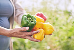 Hands, vegetables and peppers, farming and sustainability with harvest, color and agro business. Closeup, agriculture and gardening, farmer person with fresh product and nutrition for wellness