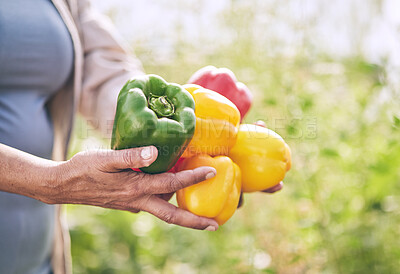 Buy stock photo Hands, vegetables and peppers, farming and sustainability with harvest, color and agro business. Closeup, agriculture and gardening, farmer person with fresh product and nutrition for wellness