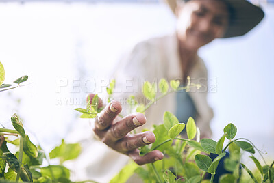 Buy stock photo Sustainability, agriculture and farm with hands of person for environment, plant and nature. Soil, leaf and gardening with closeup of farmer in countryside field for ecology, organic and growth