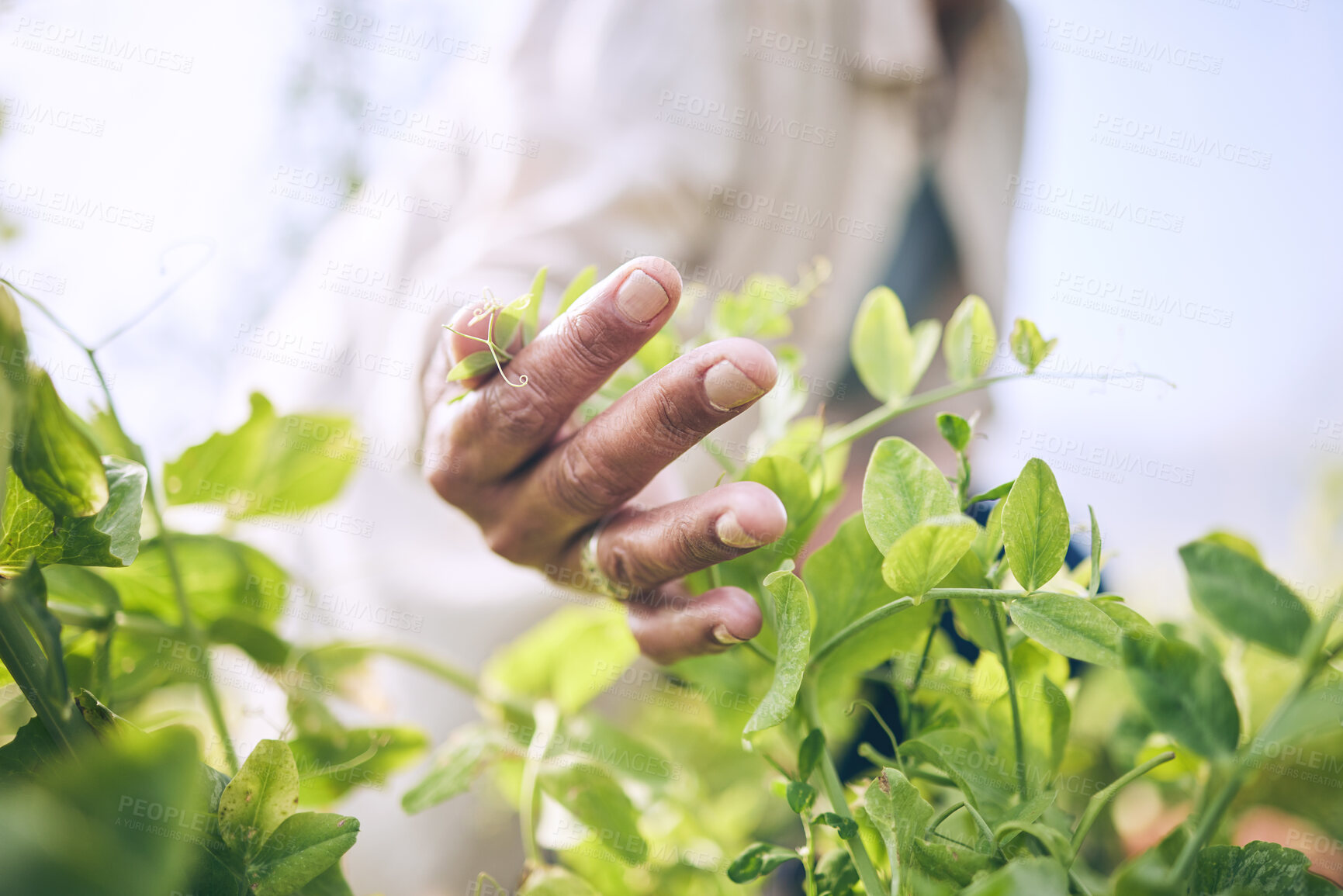 Buy stock photo Environment, agriculture and farm with hands of person for plant, sustainability and nature. Soil, leaf and gardening with closeup of farmer in countryside field for ecology, organic and growth