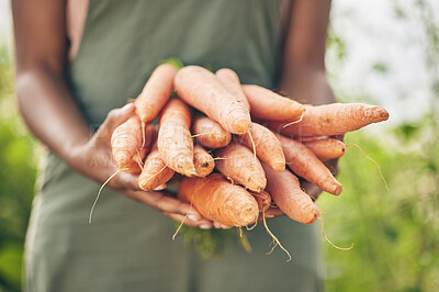 Buy stock photo Farmer, person hands and carrot for agriculture, farming and sustainability with grocery supply chain or offer. Worker, seller or supplier and vegetables or food in ngo, nonprofit or business harvest