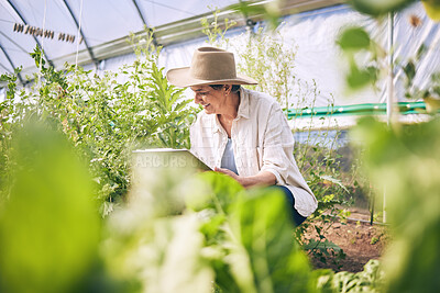 Buy stock photo Woman, mature and farming in greenhouse with plants, inspection and harvest with vegetable agriculture. Farmer, check crops and sustainability with agro business and ecology, growth and gardening