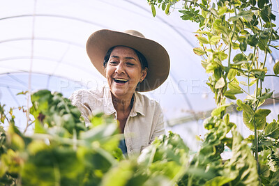 Buy stock photo Mature woman, agriculture and greenhouse with plants, wow and smile, harvest and vegetable farming. Farmer, happy with crops and sustainability, agro business and ecology with growth and gardening