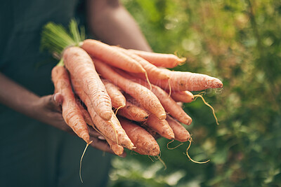 Buy stock photo Farmer, person hands and carrots in agriculture, farming and sustainability with grocery supply chain or offer. Worker, seller or supplier and vegetables or food in ngo, nonprofit or business harvest