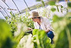 Plants, greenhouse and woman on farm with sustainable business, nature and happiness in garden. Agriculture, gardening and female farmer with smile, checking green leaves and agro vegetable farming.