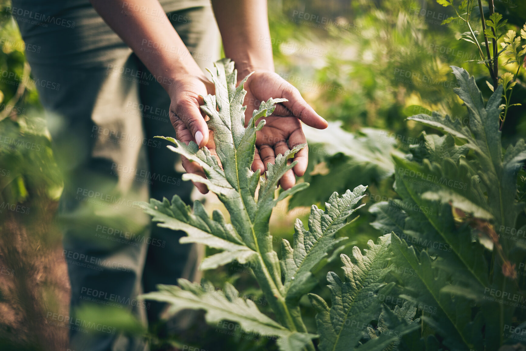 Buy stock photo Plant, agriculture and farm with hands of person for environment, sustainability and nature. Soil, leaf and gardening with closeup of farmer in countryside field for ecology, organic and growth