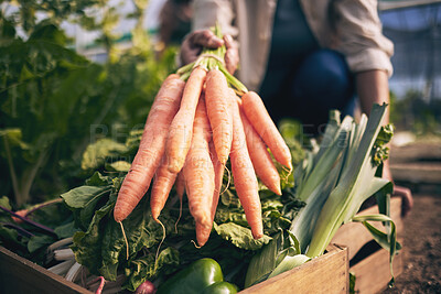 Buy stock photo Carrot, vegetables in box and green, farming and sustainability with harvest and agro business. Closeup, agriculture and gardening, farmer person with fresh product and nutrition for wellness