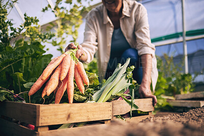 Buy stock photo Carrot, vegetables and green, farming and sustainability with harvest in a box and agro business. Food, nature with agriculture and gardening, farmer person and fresh product, nutrition and wellness