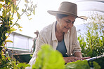 Senior woman, agriculture and greenhouse with checklist,  inspection of harvest and vegetable farming. Farmer, check crops and sustainability, agro business and clipboard with growth and gardening