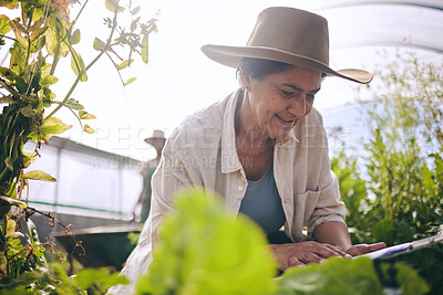Buy stock photo Senior woman, agriculture and greenhouse with checklist,  inspection of harvest and vegetable farming. Farmer, check crops and sustainability, agro business and clipboard with growth and gardening
