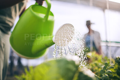 Buy stock photo Water plants, drops and agriculture with sustainability and health, greenhouse and wellness with agro business. Leaves, healthy and clean, eco friendly and leaves with farming, industry and growth