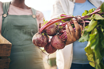 Buy stock photo Farming, hands and beetroot harvest with box, leaves and team at agro job, product and supply chain. People together, agriculture and organic crops for sustainability, inspection or eco friendly farm