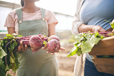 Buy stock photo Women, hands and beetroot harvest with box, leaves or team at agro job, product or food supply chain. People together, farming and organic crops for sustainability, inspection or eco friendly garden