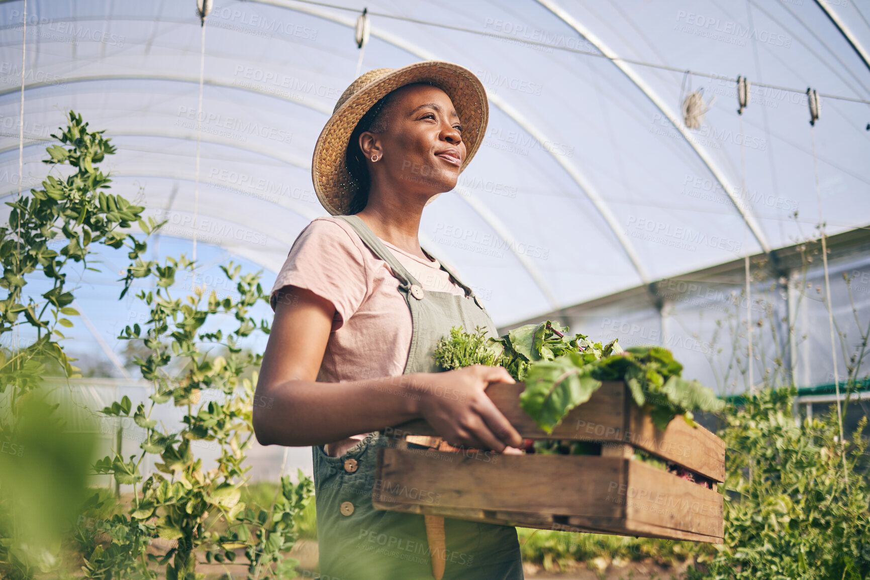 Buy stock photo Smile, greenhouse and black woman on farm with vegetables in sustainable business, nature and sunshine. Agriculture, garden and happy female farmer in Africa, green plants and agro farming in field.