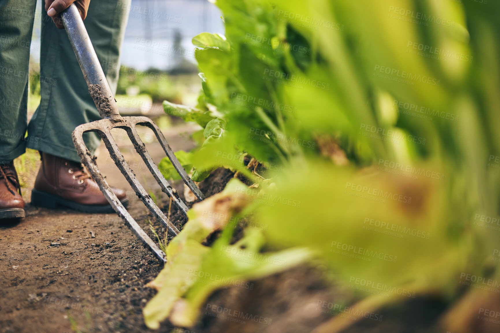 Buy stock photo Pitchfork, farming and hands for plants, outdoor and dirt for vegetable growth, irrigation or development on ground. Farmer, agriculture and tools for gardening, cleaning or job for sustainable earth