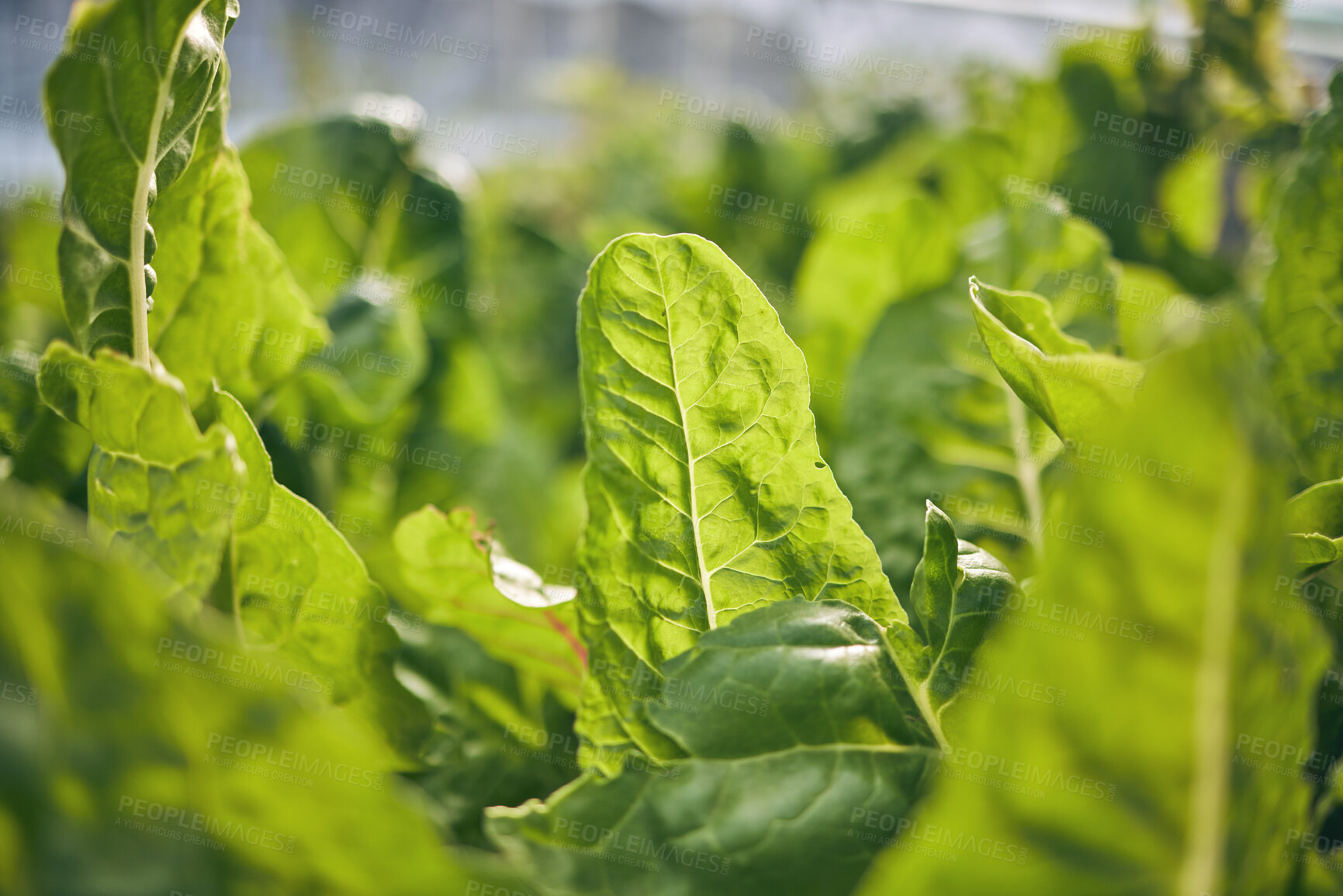 Buy stock photo Spinach closeup, vegetable and leaves, agriculture and green harvest, sustainable and agro business. Greenhouse, farming and fresh product with food, nutrition and wellness, eco friendly and nature