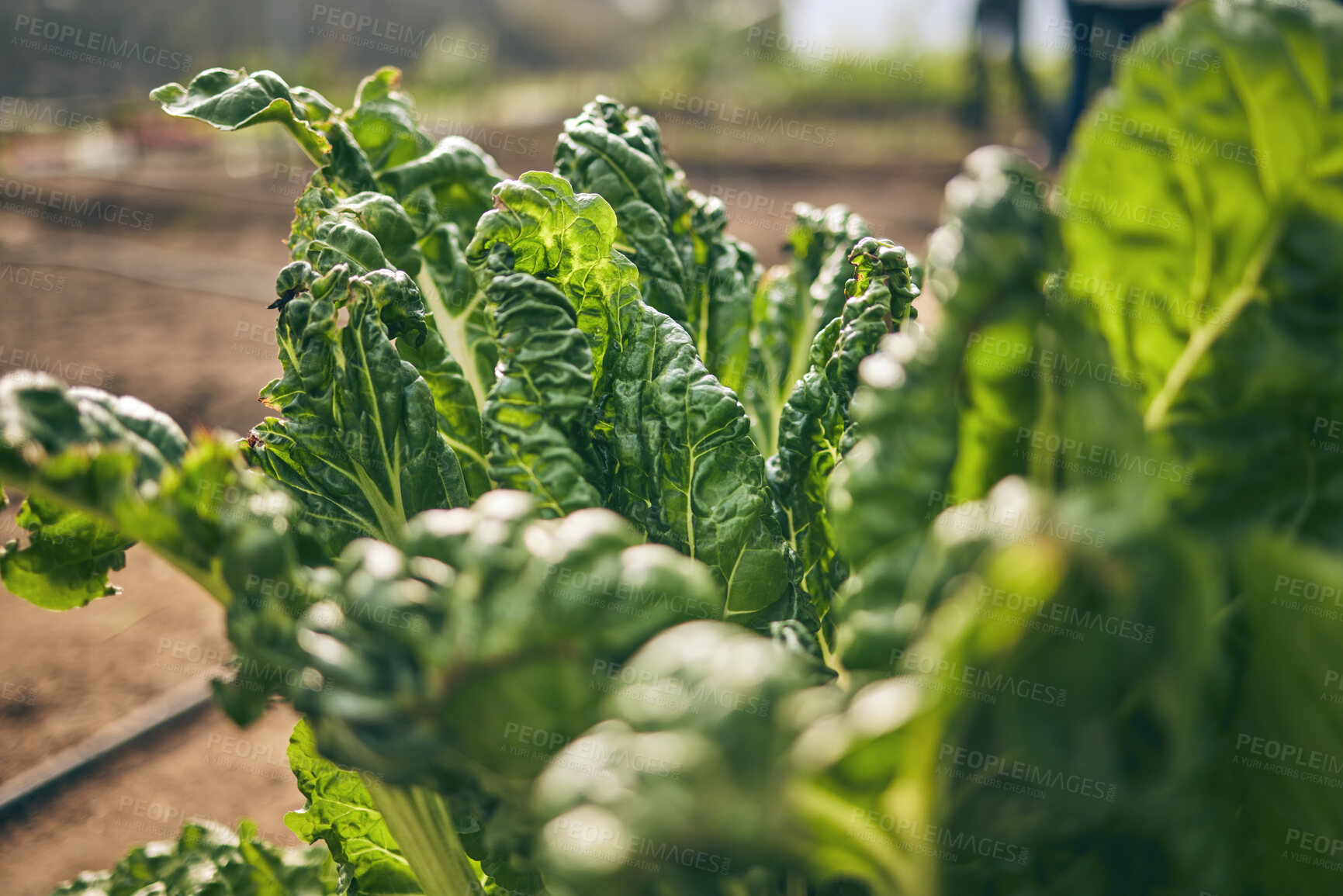 Buy stock photo Spinach, vegetable and green, agriculture and sustainability with harvest and agro business. Closeup, farming and fresh product or produce with food, nutrition and wellness, eco friendly and nature
