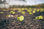 Soil, leaves and agriculture, growth and ecology closeup, sustainability and agro business. Development, farming industry and green plants, fertilizer and Earth with future, environment and garden