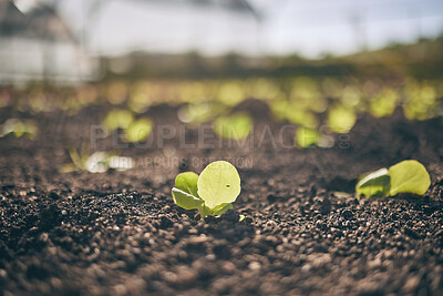 Buy stock photo Soil, leaves and agriculture, growth and ecology closeup, sustainability and agro business. Development, farming industry and green plants, fertilizer and Earth with future, environment and garden