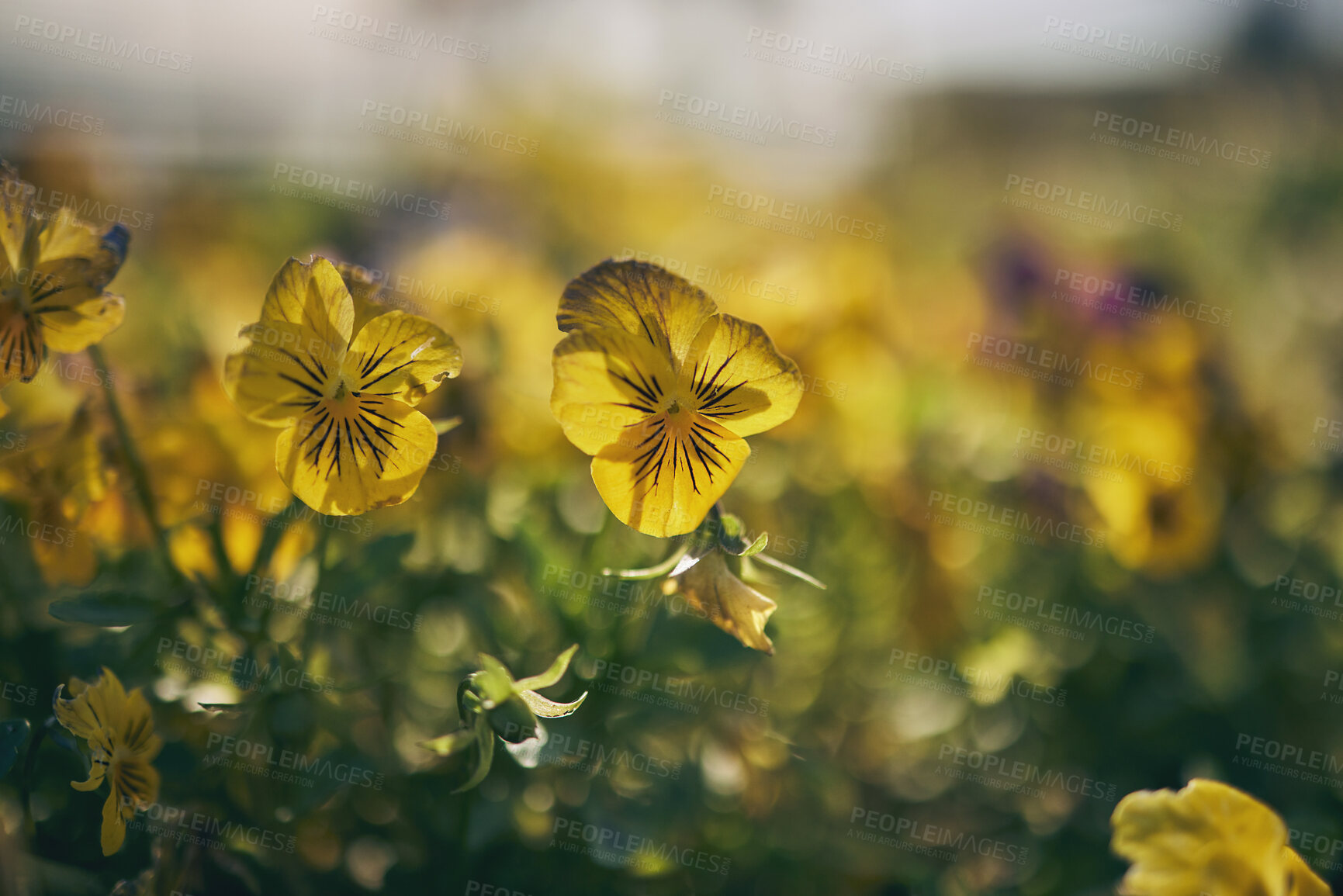 Buy stock photo Closeup flowers, outdoor field and landscape for growth, beauty and nature in summer with blurred background. Plants, leaves and spring with sustainability, garden and eco friendly for environment