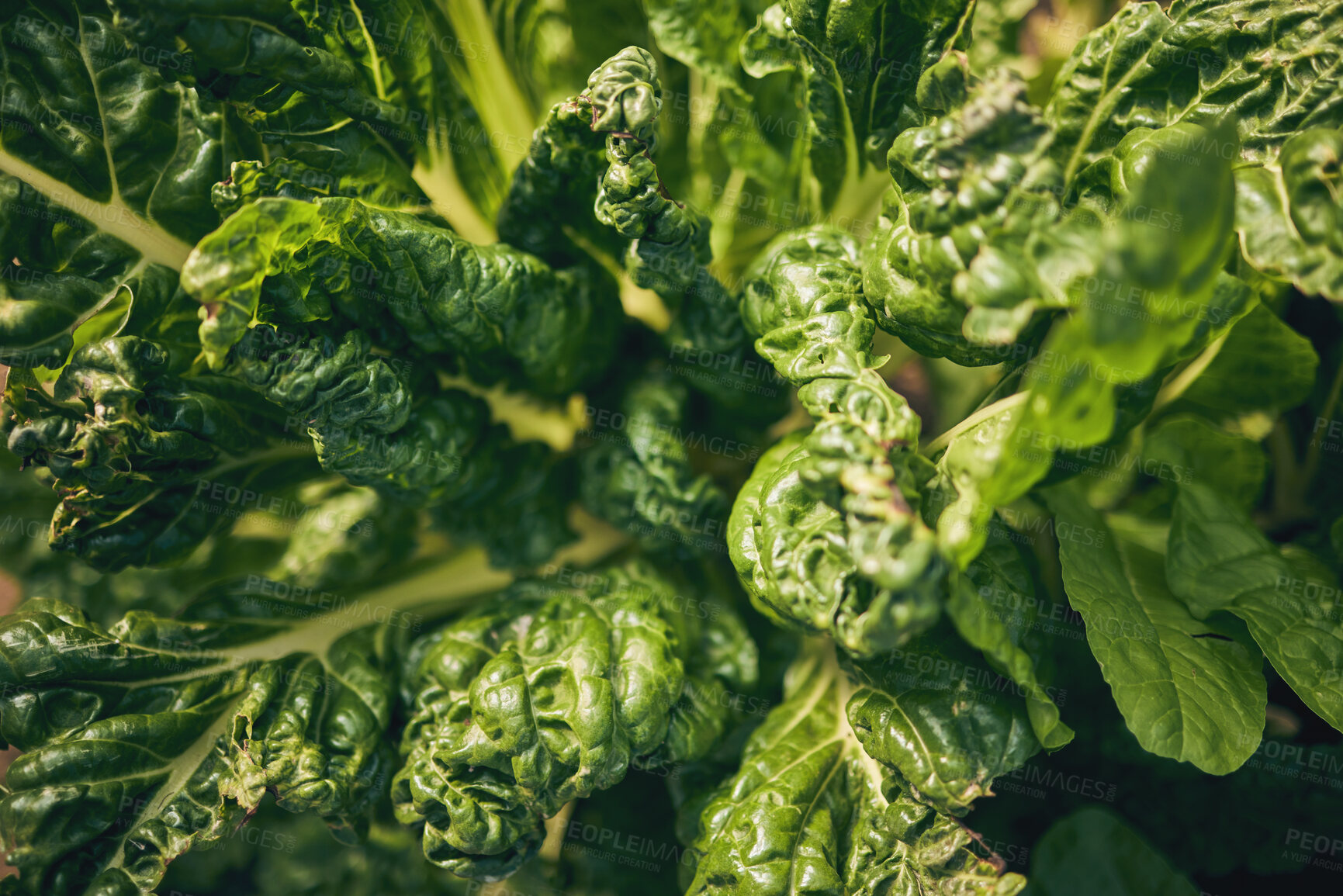 Buy stock photo Spinach, vegetable and leaves, agriculture and sustainability with green harvest and agro. Closeup, farming and fresh product or produce with food, nutrition and wellness, eco friendly and nature