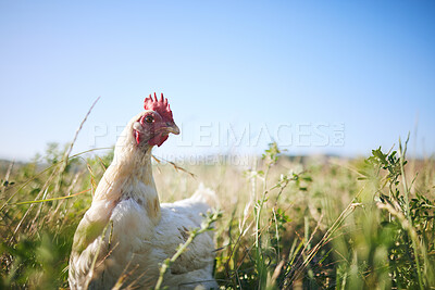 Buy stock photo Nature, chicken in field with sky and farming mockup in green countryside, free range agriculture and sunshine. Poultry farm, sustainability and freedom, bird in grass and animal in natural space.