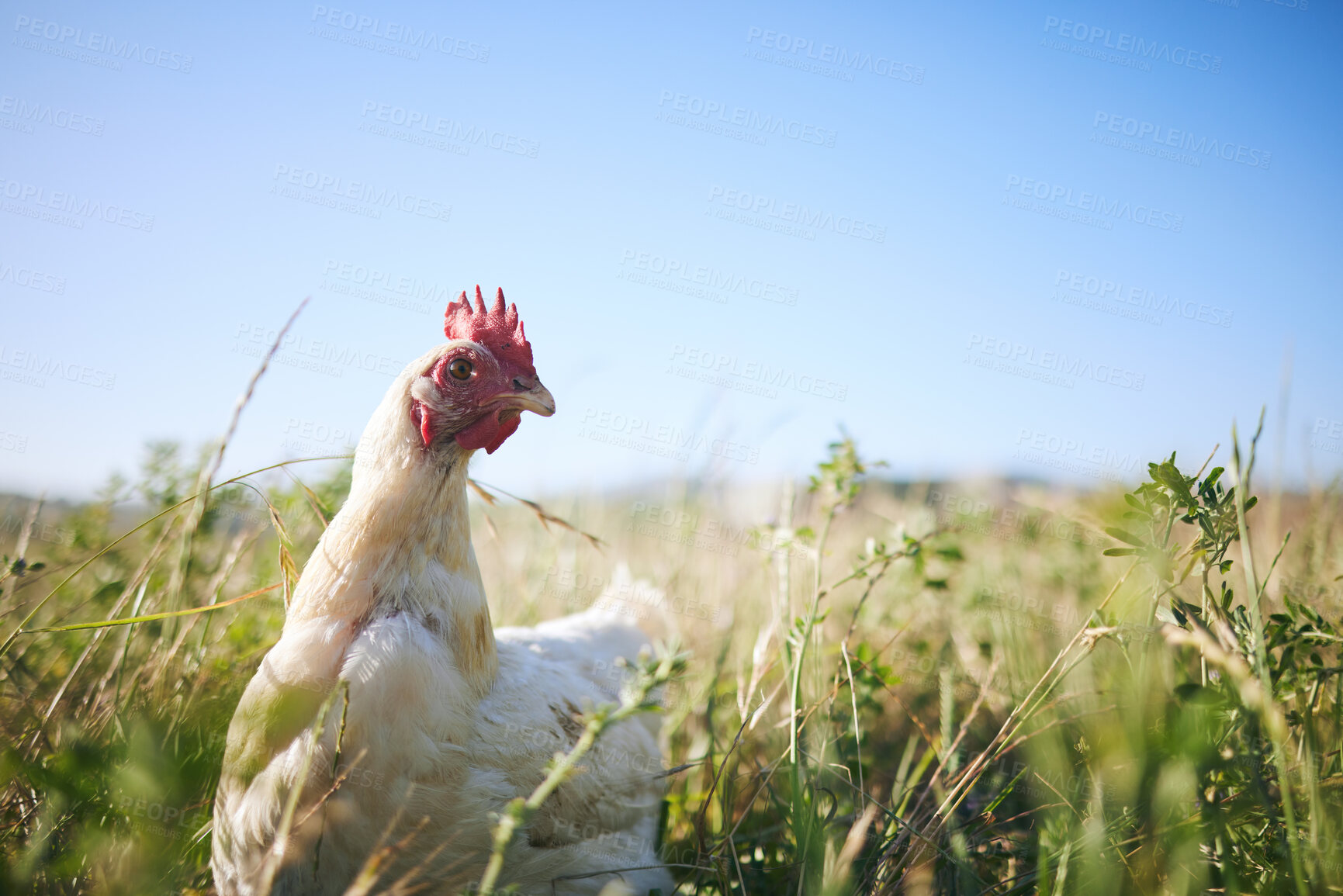 Buy stock photo Nature, chicken in field with sky and farming mockup in green countryside, free range agriculture and sunshine. Poultry farm, sustainability and freedom, bird in grass and animal in natural space.