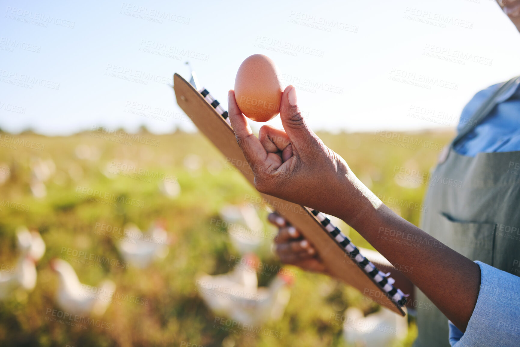 Buy stock photo Hand of woman on farm with egg, inspection and chickens, clipboard and sustainable small business farming in Africa. Poultry farmer with checklist, quality control and person in countryside on field.