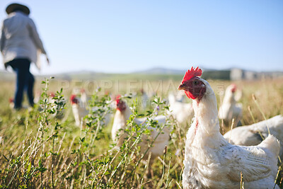 Buy stock photo Nature, chickens in field and farmer walking with blue sky in green countryside, free range agriculture and sunshine. Poultry farm, sustainability and freedom, woman and birds in grass with animals.