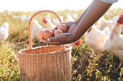 Buy stock photo Farm, hands and eggs in basket, outdoor and chicken flock in field, organic product or sustainable care for livestock. Poultry farmer, grass and land for birds in closeup, countryside or agriculture