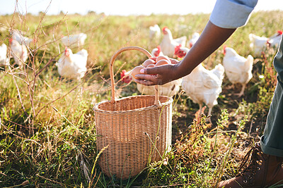 Buy stock photo Farming, hand and eggs in basket, chicken flock or outdoor in field, organic product or sustainable care for livestock. Poultry farmer, grass and land for birds in nature, countryside or agriculture