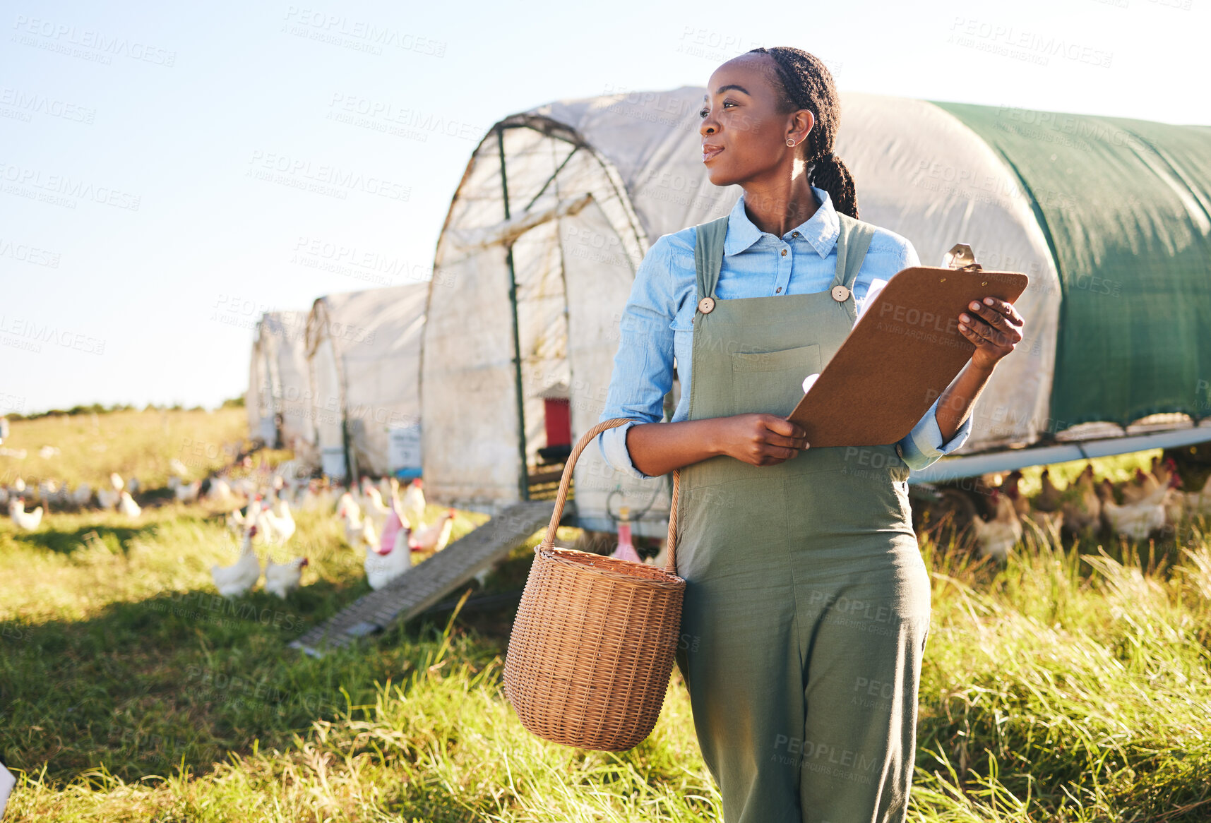 Buy stock photo Agriculture, clipboard and black woman at a chicken farm for sustainability management in the countryside. Poultry, farmer and African female with checklist for eco, livestock and field inspection