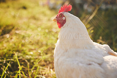 Buy stock photo Nature, farming and chicken in grass with freedom in green countryside, free range agriculture and mockup. Poultry farm, sustainability and bird in field and animal with natural growth, space and sun