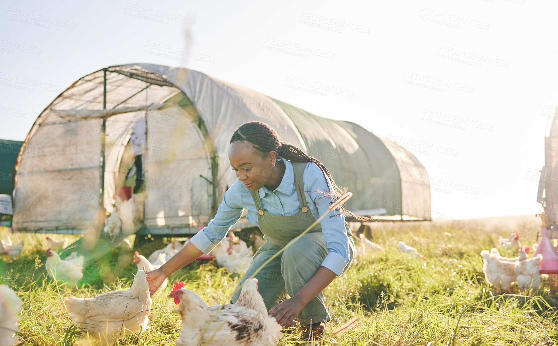 Buy stock photo Chicken coop, black woman and agriculture on a eco friendly and sustainable with farm management. Countryside, field and agro farmer with a smile from farming, animal care work and working in nature