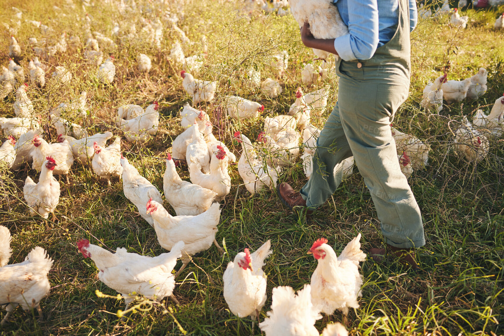 Buy stock photo Chicken farmer, person walking and field with flock, outdoor and organic product with sustainable care for livestock. Poultry expert, grass and land for birds in nature, countryside and agriculture