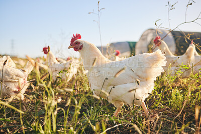 Buy stock photo Grass, chicken farm and coup with blue sky in green countryside, free range agriculture and sunshine. Poultry farming, sustainability and freedom, group of birds in field and animals walking together