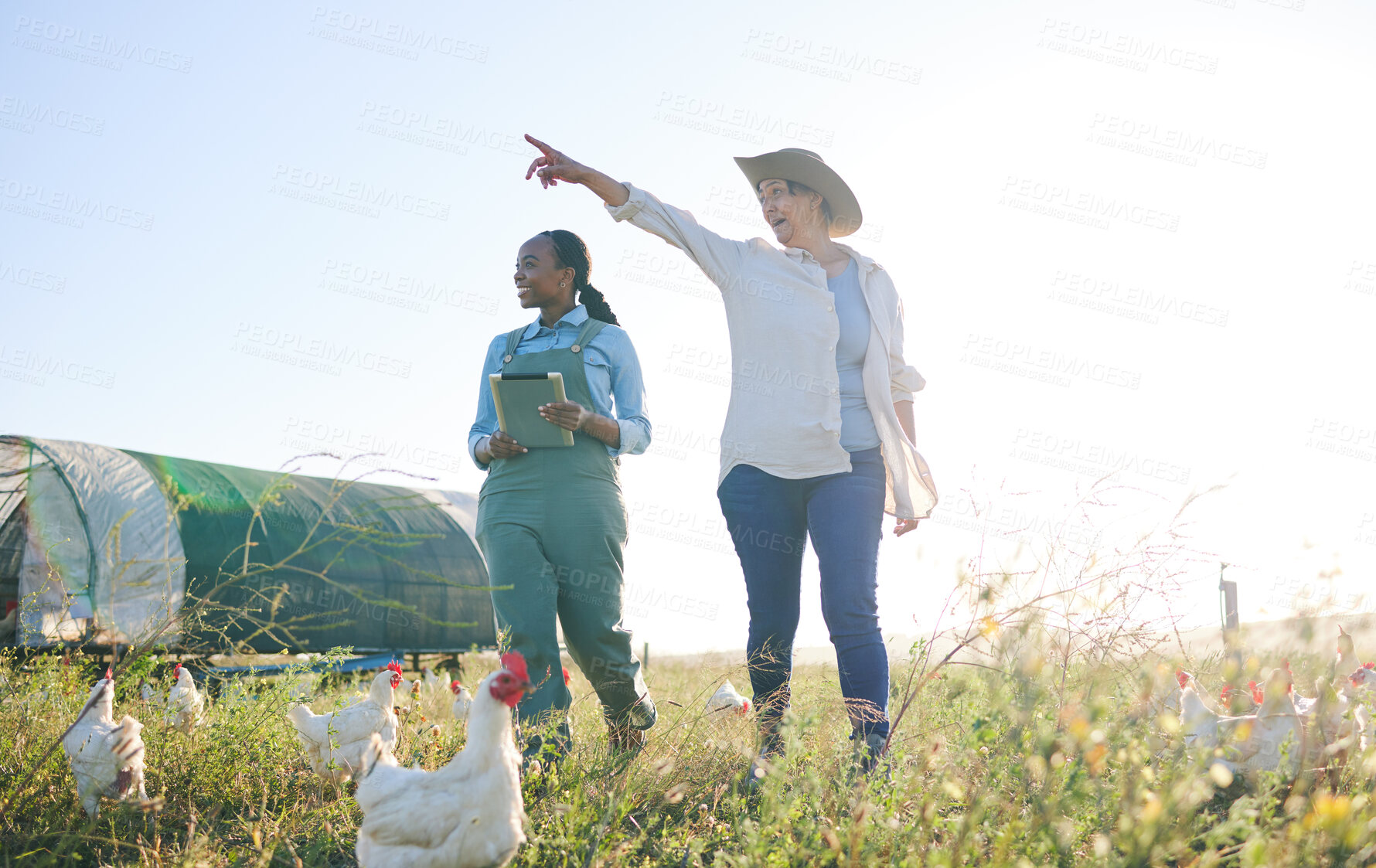 Buy stock photo Chicken farm, woman pointing and outdoor with management and farmer pointing. Agriculture, sustainability and planning for small business in countryside with animal stock and eco friendly work 